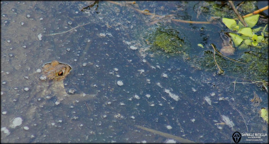 Bufo bufo: maschio...o femmina??? Penso maschio...